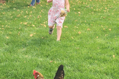 What is Montessori without chickens?