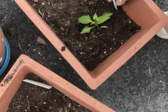 Planting potted plants. 