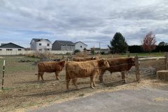 Our little farm with cows and chickens 